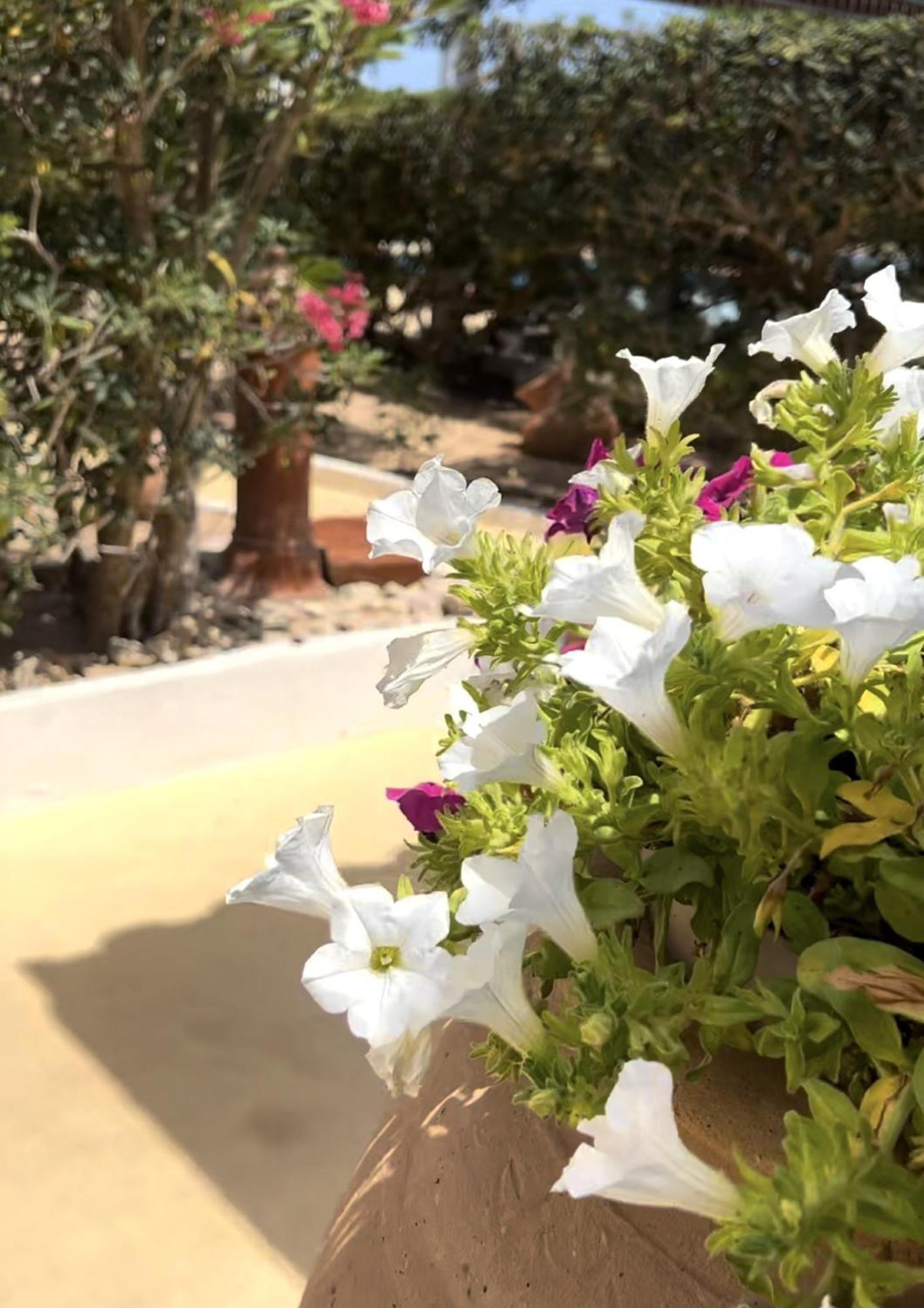 Oasi Di Casablanca Hotel LMP Екстериор снимка